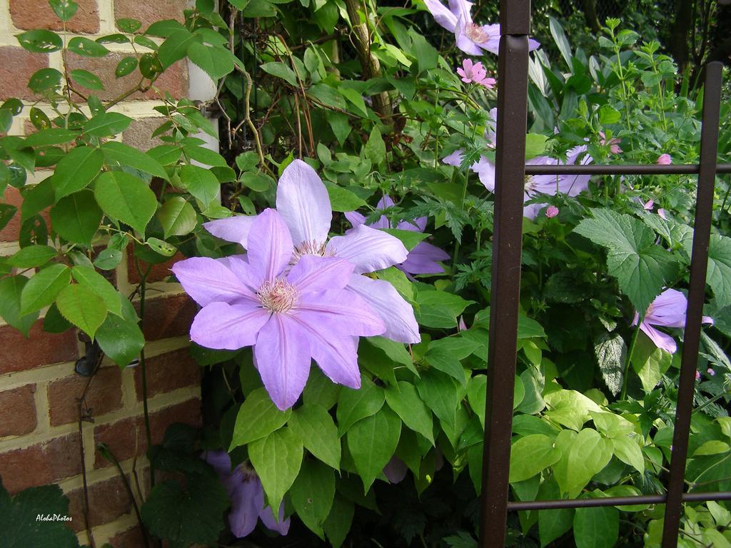 Gite Des Hortillonnages Camon  Экстерьер фото